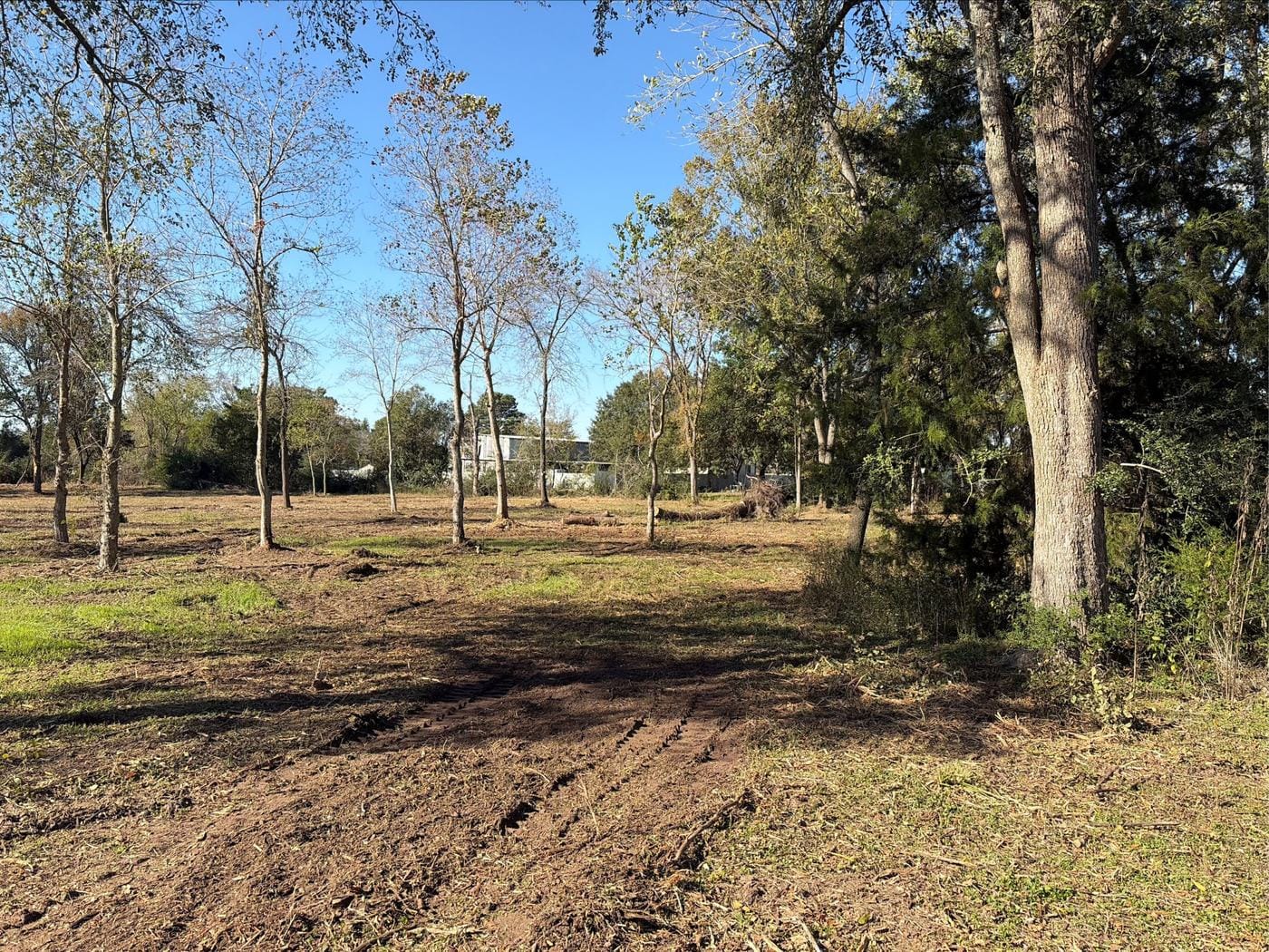 Brush cleared out from under the trees, with the good trees left standing.